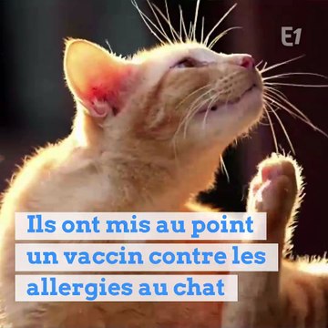 Bientôt un traitement pour éviter que votre chat vous rende allergique ?