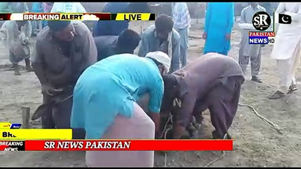 باڊھ:( رپورٽ واحد سنڌي باڊھ(  پوري دنيا جي مسلمانن جيان اسان جي شھر باڊھ ۾ به عيدالعضىٰ ڀرپور نموني سان ملهائي وئي جڏھن ته عيد جي موقعي تي رب جي راه ۾ جانورن کي زبح ڪري سنت ابراهيم به ڀرپور طريقي سان ملهائي   ۽ غريب پاڙيسرن ۾ گوشت جي ورهاست پڻ ڪئي وئي  ما