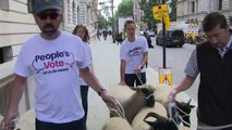 Sheep herded along Whitehall in anti-Brexit protest