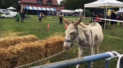 La fête de l’Ane bat son plein à Suarce