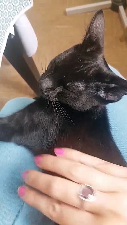 pepito