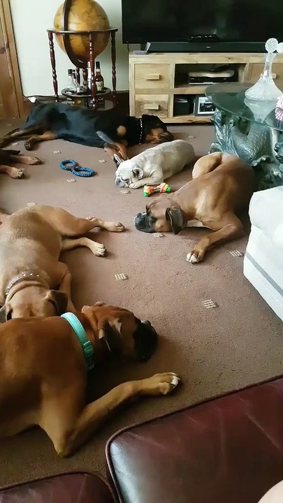 Nap Time for Puppy Pack