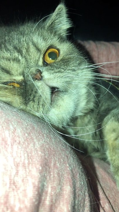 Kitty Lounges Lazily