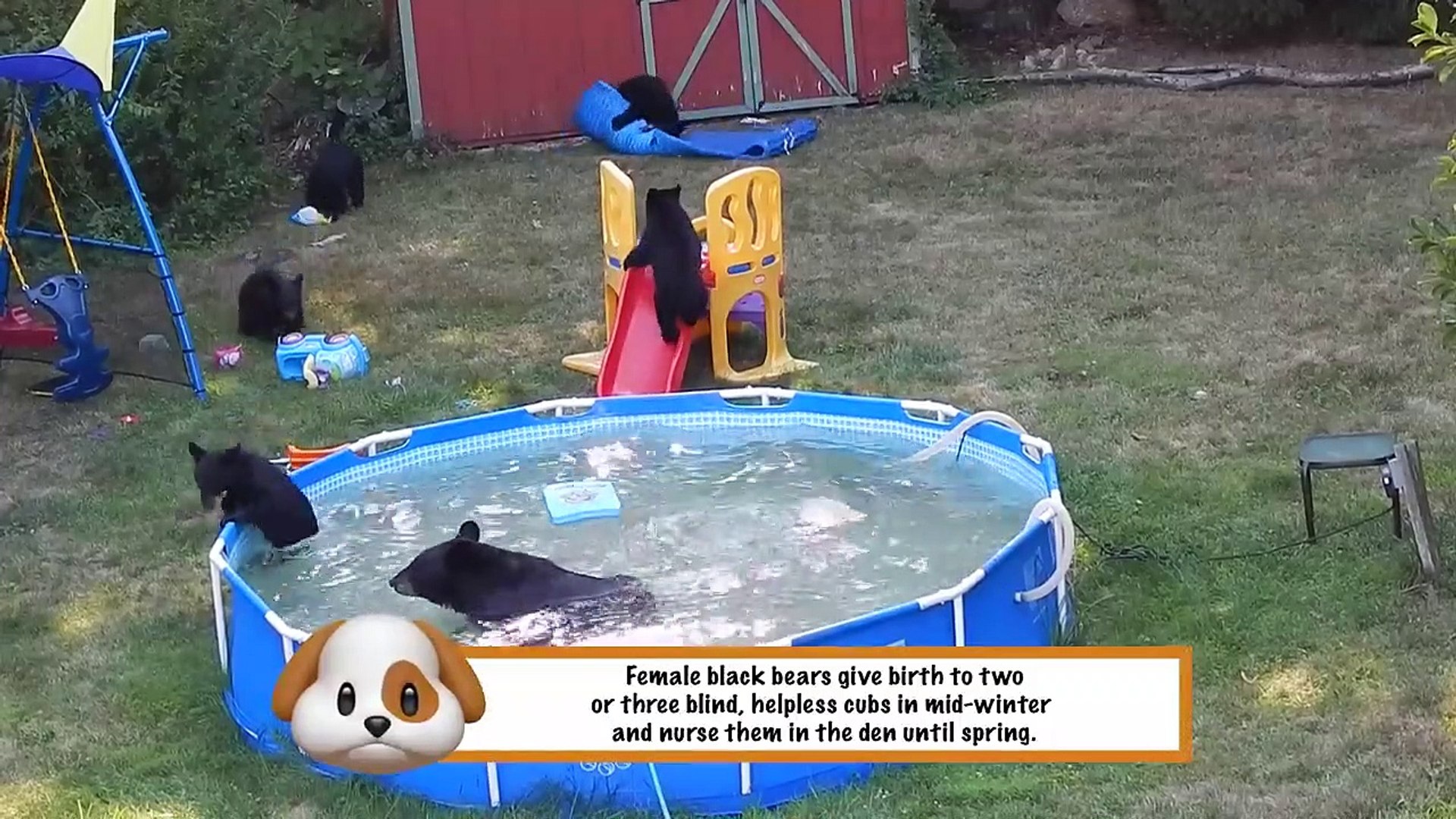 ⁣Funniest Pets & Animals of the Week | Funny Pet Videos