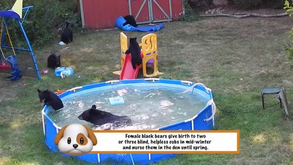 Funniest Pets & Animals of the Week | Funny Pet Videos