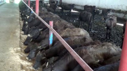 Devlet desteğiyle hayalindeki tesisi kurdu