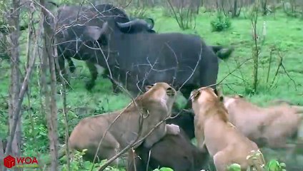 양산출장안마 -후불100%ョOiOW2671W8135｛카톡LA369｝  양산전지역출장안마 양산오피걸 양산출장마사지 양산안마 양산출장마사지 양산콜걸샵㌻⾷あ