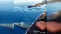 Tekne turu sırasında oltaya takılan 3 metrelik köpekbalığı turistleri şoke etti