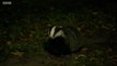 BBC1_Countryfile - Cornwall on the pros and cons of vaccinating badgers against TB rather than culling