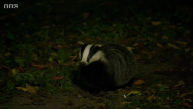 BBC1_Countryfile - Cornwall on the pros and cons of vaccinating badgers against TB rather than culling