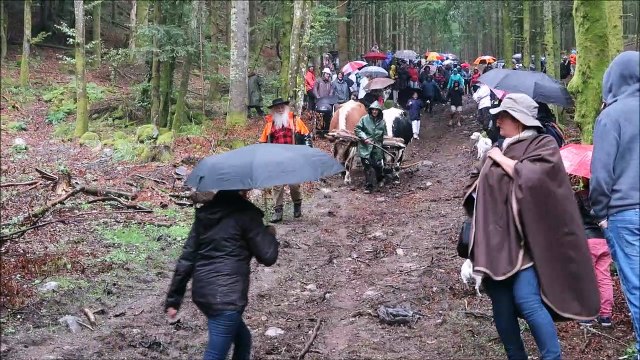 Débardage avec des bœufs lors de la fête du bûcheron à Xonrupt