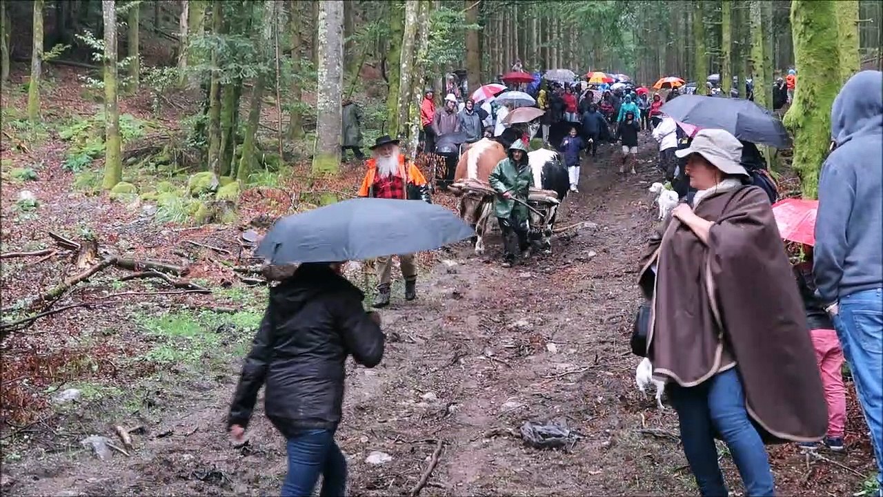 Débardage avec des bœufs lors de la fête du bûcheron à Xonrupt