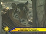 Animal rights group seeks Manila Zoo's closure