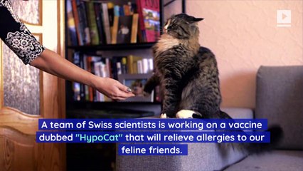 Vaccine for Cat Allergies in the Works