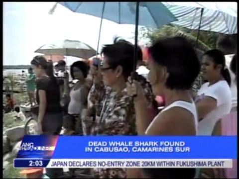 Rescued butanding later found dead in Camarines Sur