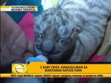 Newborn tigers draw crowd in Misamis zoo