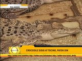 'Crocodile sisig' a hit in Palawan