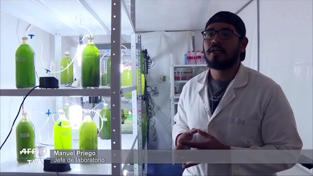 Así lucen y funcionan los árboles artificiales en contra la contaminación en México