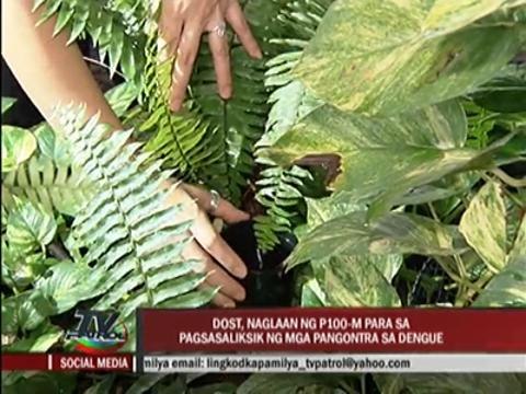 P100M earmarked for dengue research