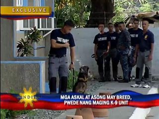 ‘Askals’ eyed as K-9 dogs