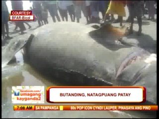 Dead butanding swept ashore in CamSur
