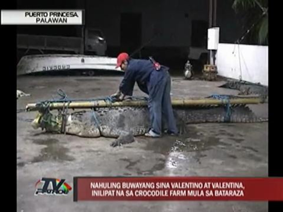 2 large crocs captured in Palawan