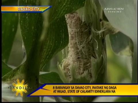Rats, caterpillars destroy crops in Davao City