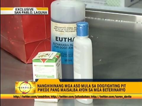 Mercy killing of rescued dogs opposed