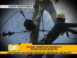Bee swarm attacks electricians in Bicol