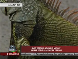 Marc Logan reports: 'Justin Biebear' in Malabon Zoo