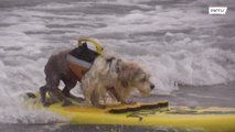 Los mejores perros de surf del mundo surfean las olas en California