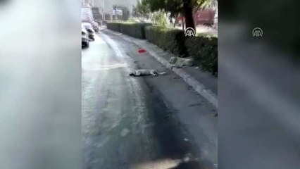 Sokak köpeği, telef olan arkadaşının yanından ayrılmadı