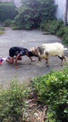 Man and Goat Go Head To Head