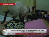 Marc Logan reports: Kitten massages on YouTube