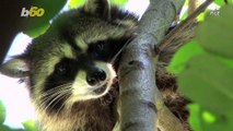 Operation Rescue Raccoon! Florida Police Free Raccoon Stuck in Vending Machine