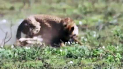 칠곡출장안마 -후불100%ョØ7ØM7575M0062｛카톡DDR88｝  칠곡전지역출장안마 칠곡오피걸 칠곡출장마사지 칠곡안마 칠곡출장마사지 칠곡콜걸샵ほ≷≖