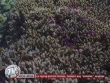 More damage on Tubbataha reef feared