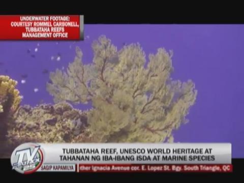 Tubbataha Reef: beautiful home to fish and marine species