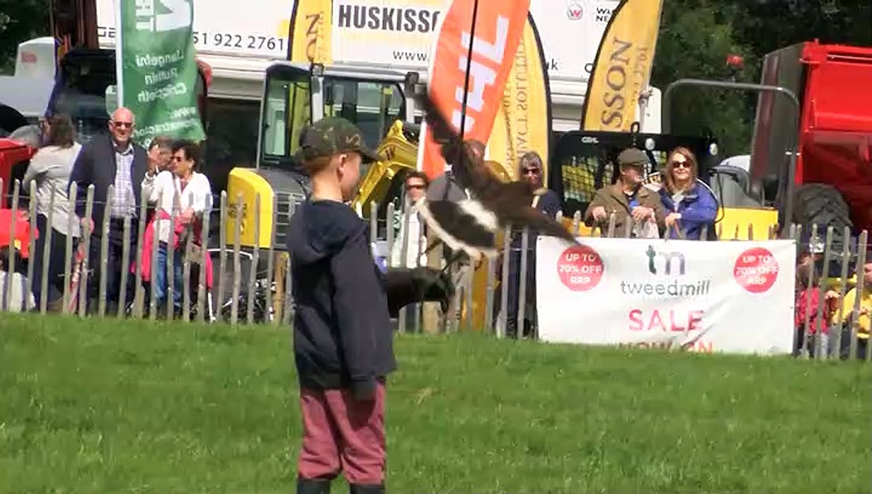Denbigh and Flint show!
