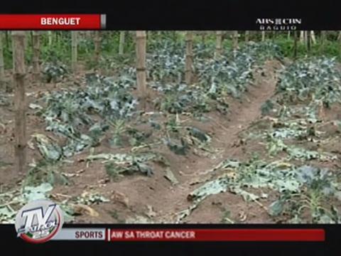 Extreme heat afflicts Benguet crops