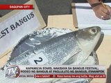 Kapamilya stars join Dagupan's Bangus Festival