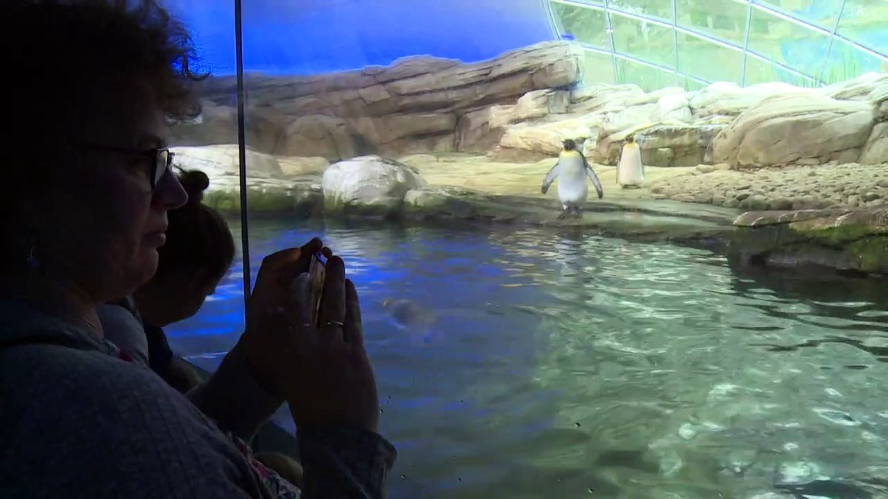 Schwule Pinguine brüten Ei im Berliner Zoo aus