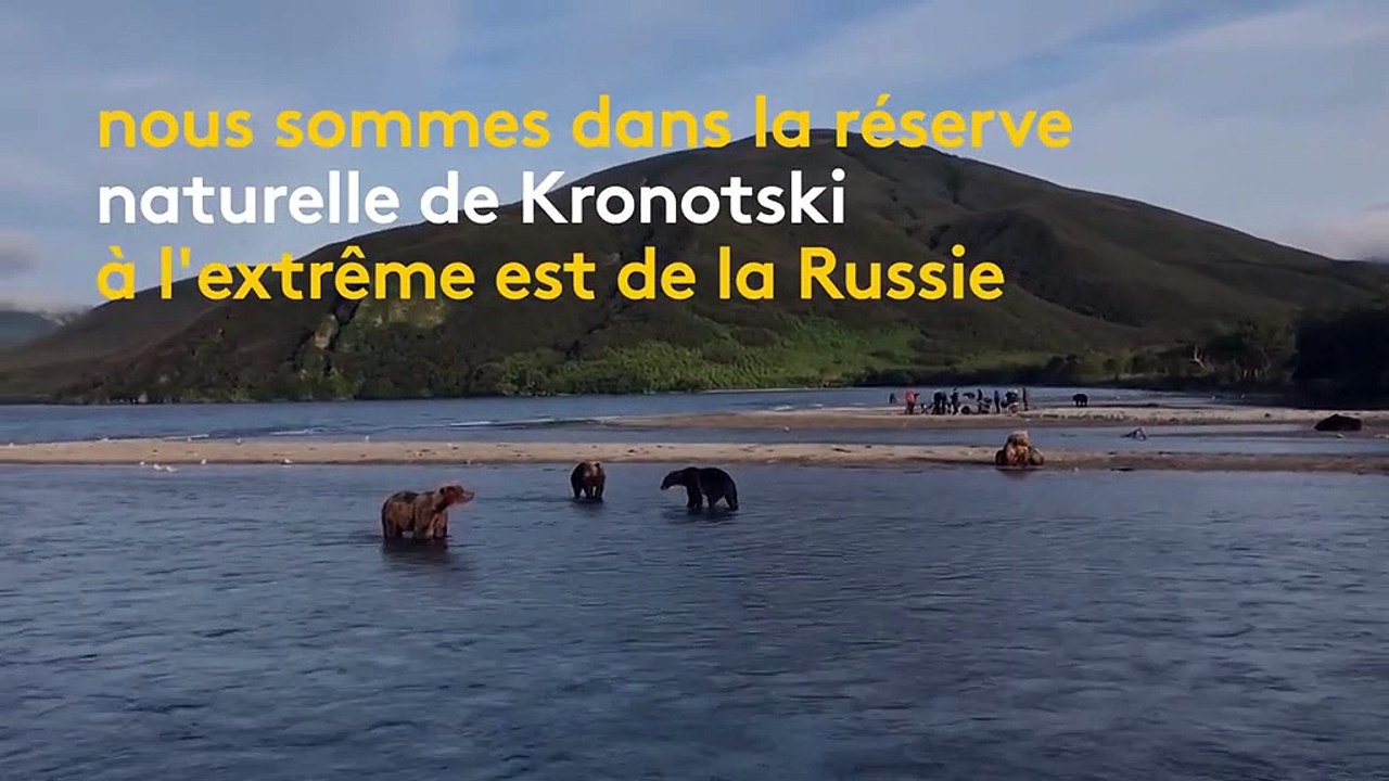Russie : à cause d'une pénurie de saumons, des ours affamés ont élu domicile sur un circuit touristique