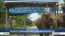 Karhutla Riau, Gajah di Taman Nasional Teso Nilo Dievakuasi