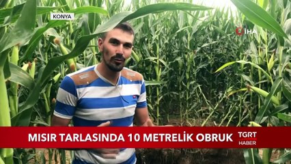 Mısır Tarlasında 10 Metrelik Obruk Oluştu