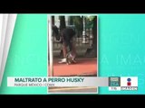 Captan maltrato a un perrito Husky en el Parque México | Noticias con Francisco Zea