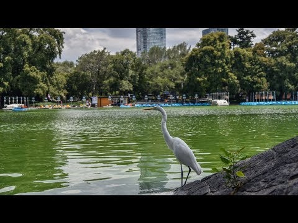 Bosque de Chapultepec gana medalla de oro como mejor parque urbano del mundo