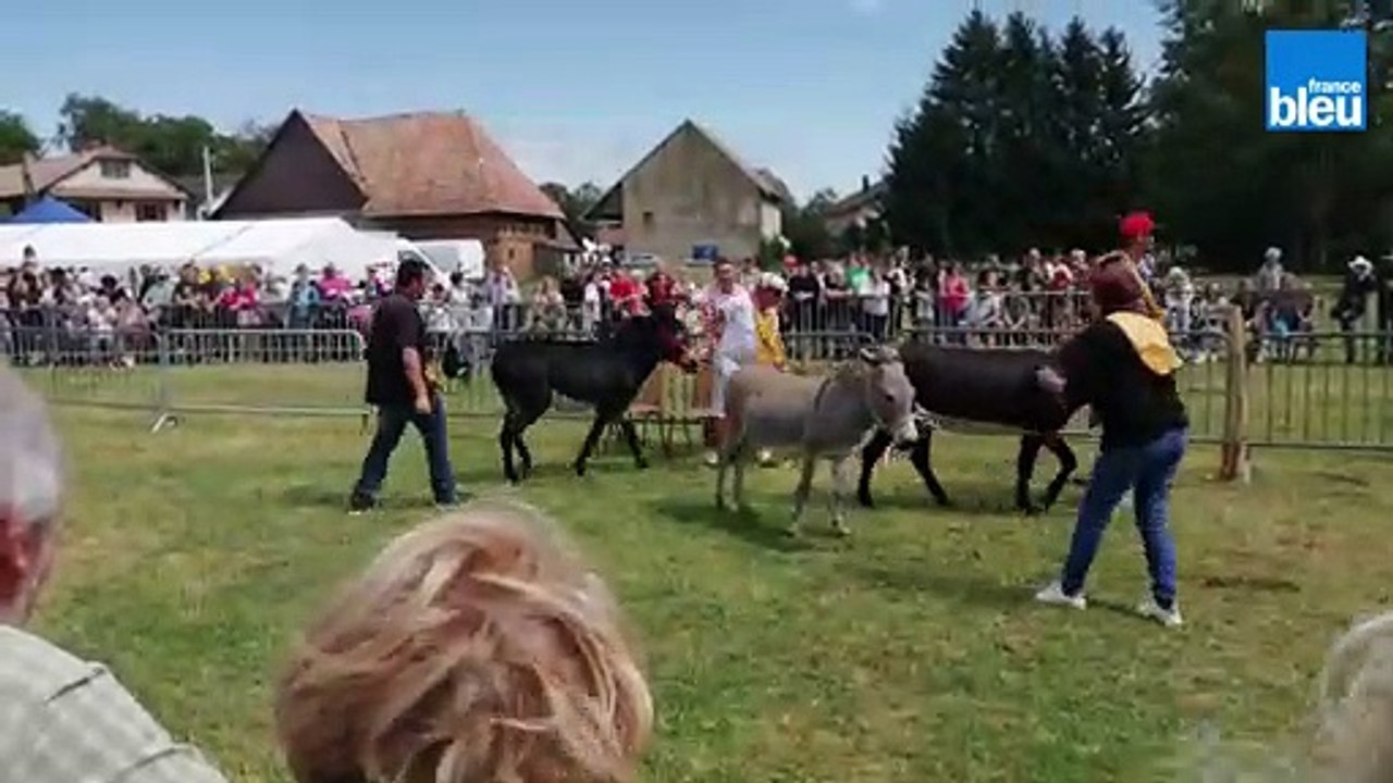 Les_ânes n'ont pas tous envie_de_jouer_aux chaises musicales