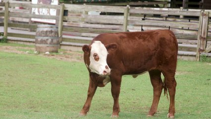 Hereford Calf Debuts at Smithsonian’s National Zoo