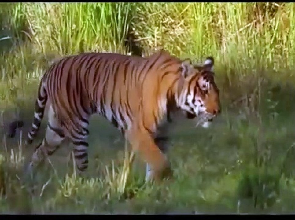 The Best Of Wild Animals Attacks 2019 - Most Amazing Moments Of Underwater Battles